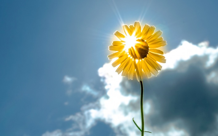 цветок луч солнце небо