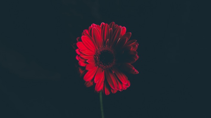 красный цветок черный фон