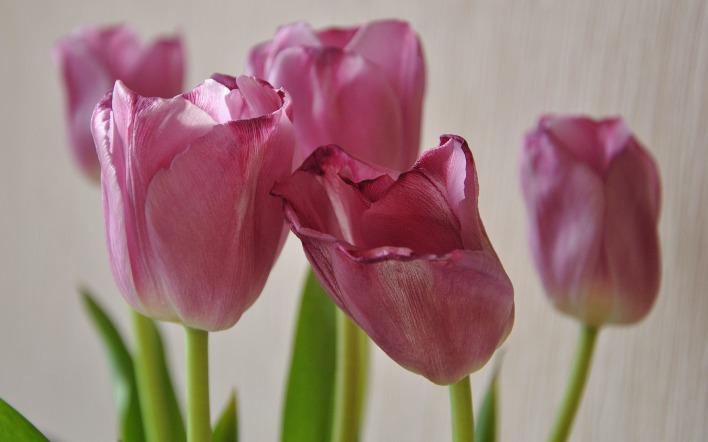 розовые тюльпаны цветы