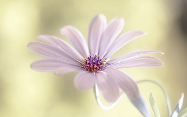 цветок лепестки макро