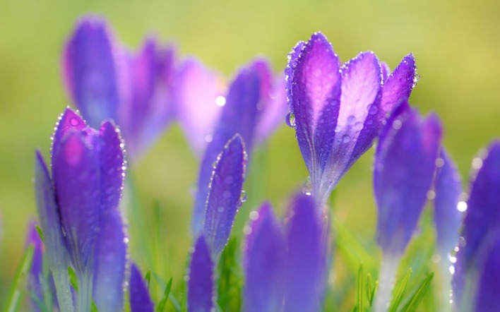 фиолетовые цветы капли трава