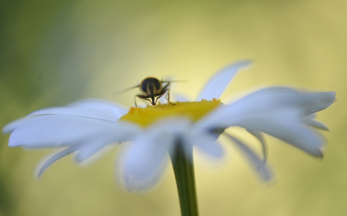ромашка пчела опыление