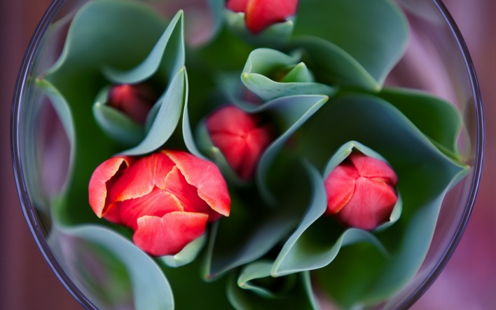 красные тюльпаны бутоны цветы
