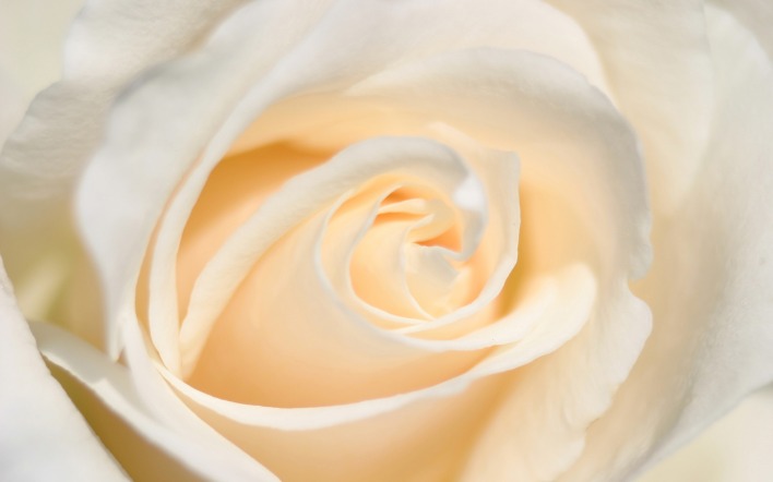 белая роза цветок макро