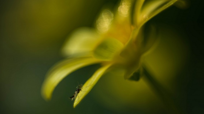 цветок макро насекомое