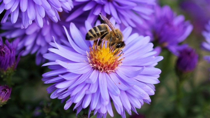 цветы,сиреневые,пчела