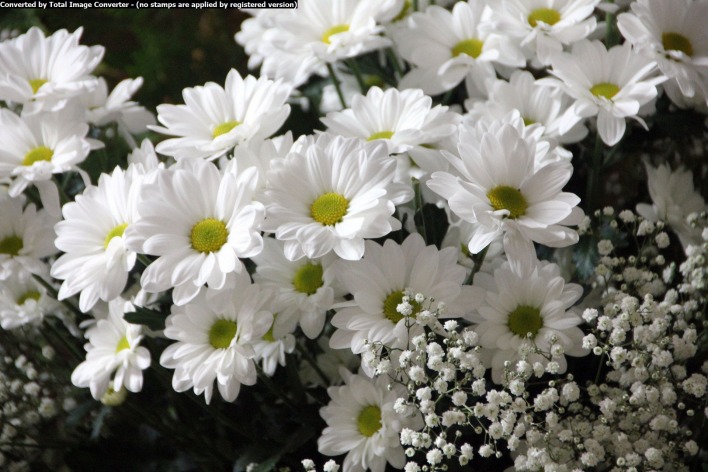 хризантемы,белые,гипсофила