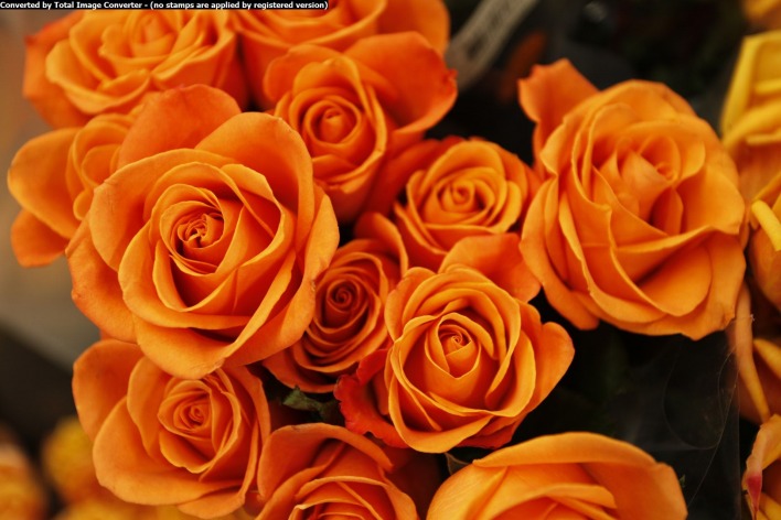 розы,оранжевые,красиво