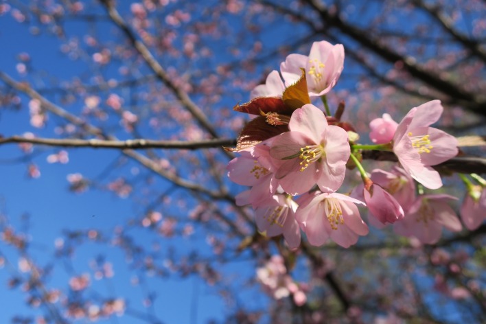сакура, весна, цветы