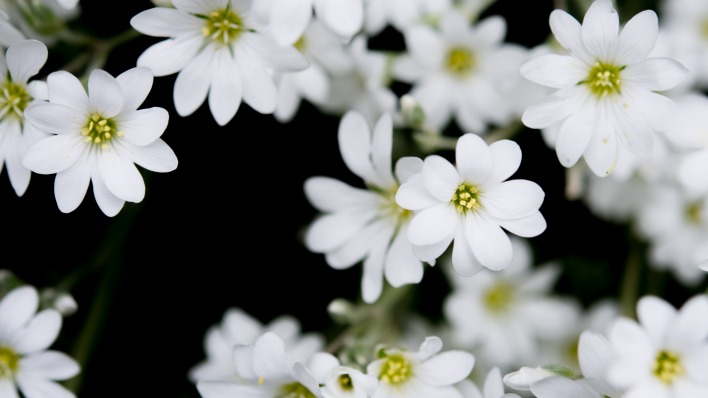 цветы полевые белые