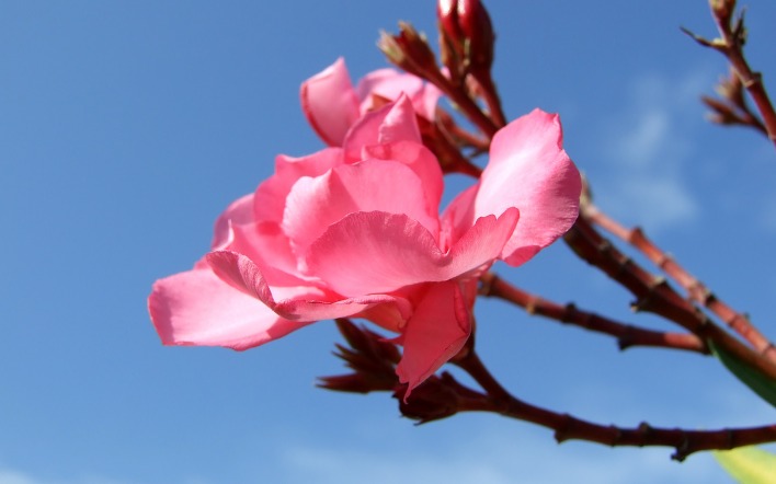 цветок ветка розовый