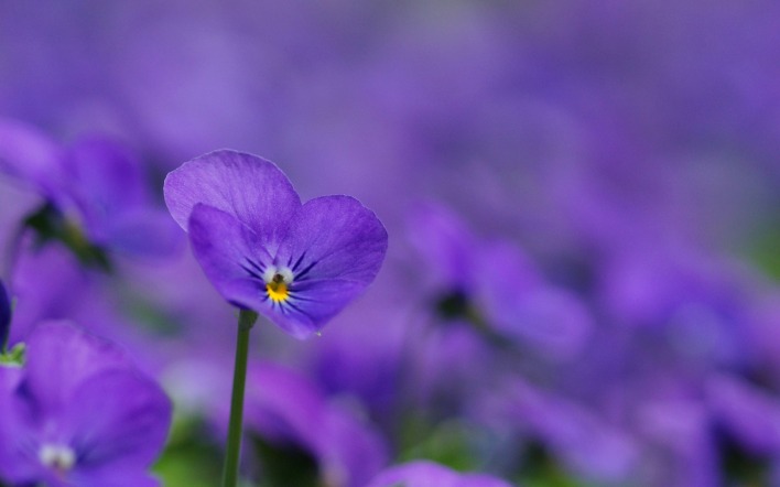 цветы фиолетовые полевые