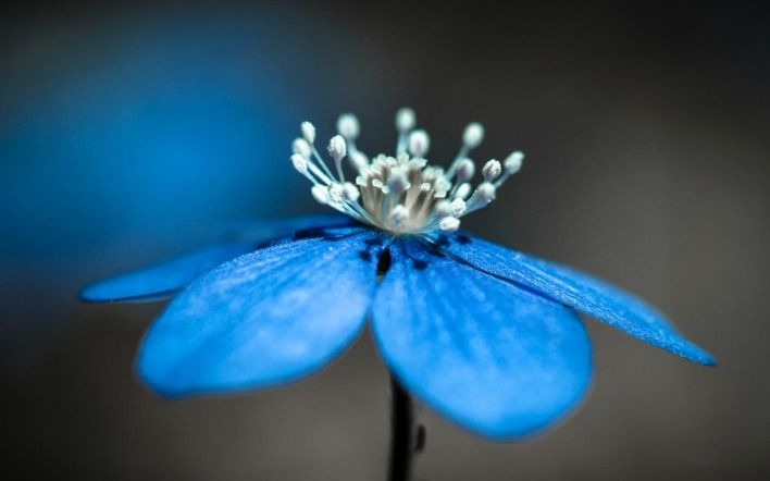 цветок синий голубой лепестки