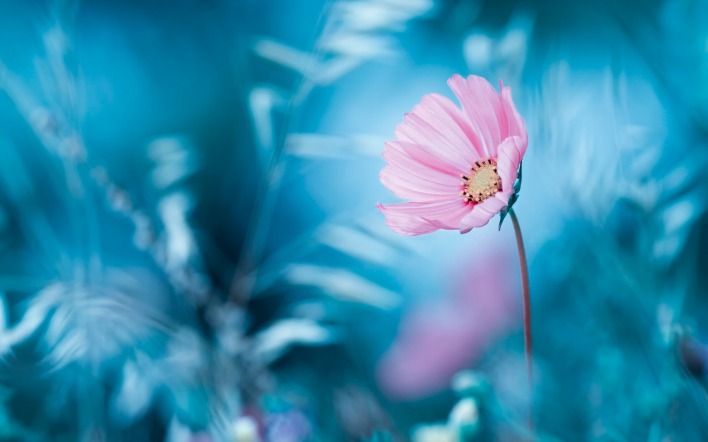 цветок розовый циан