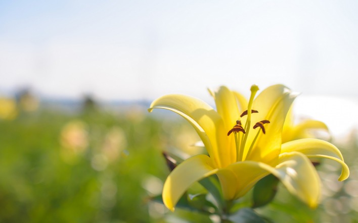 цветок желтый лилия