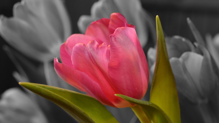 тюльпан розовый