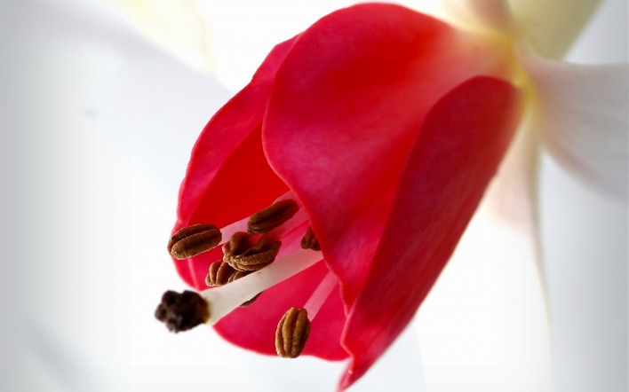 красный цветок макро