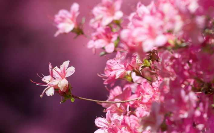 цветение сакура весна