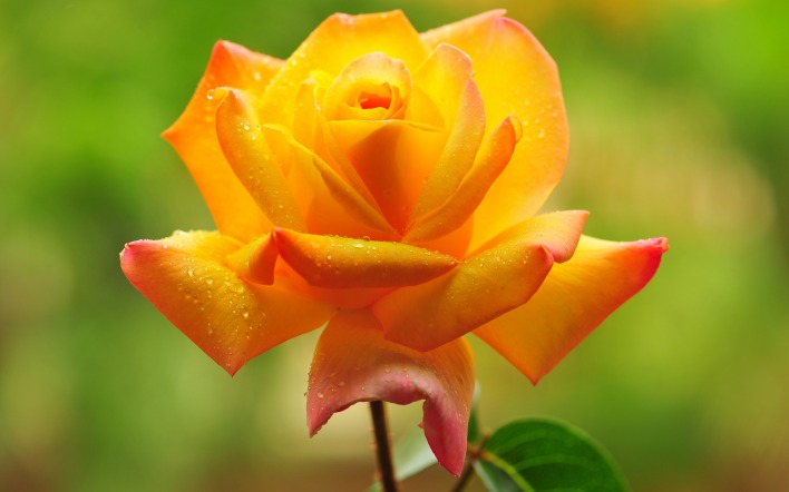 роза оранжевая лепестки капли