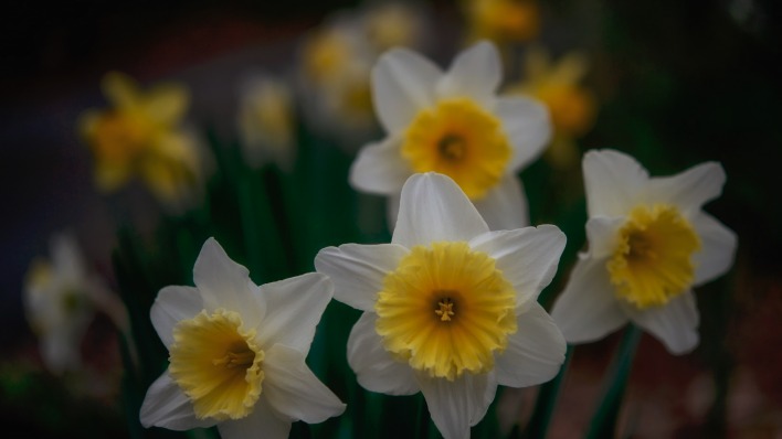 цветок бело-желтый