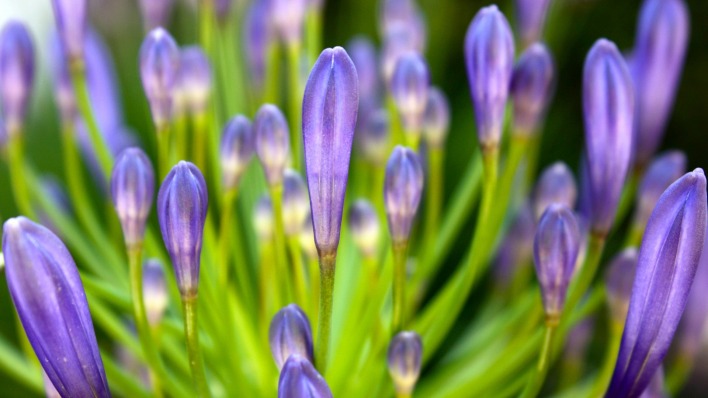 крокусы цветы фиолетовые крупный план
