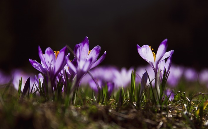 шафран весенний цветок весна