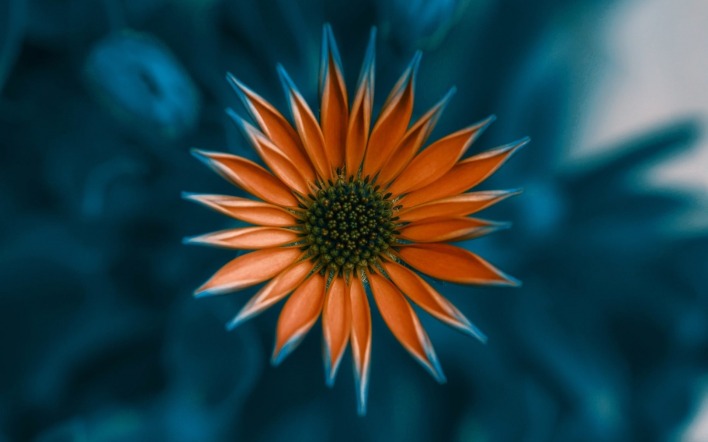 цветок оранжевый циан