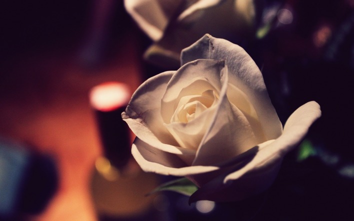 белая роза бутон свет