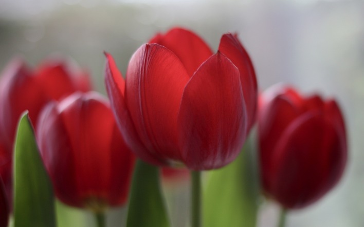 красные тюльпаны макро размытость