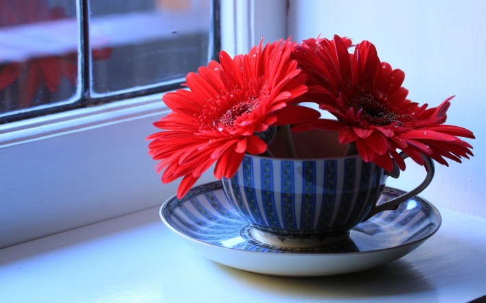 цветы герберы чашка блюдце окно