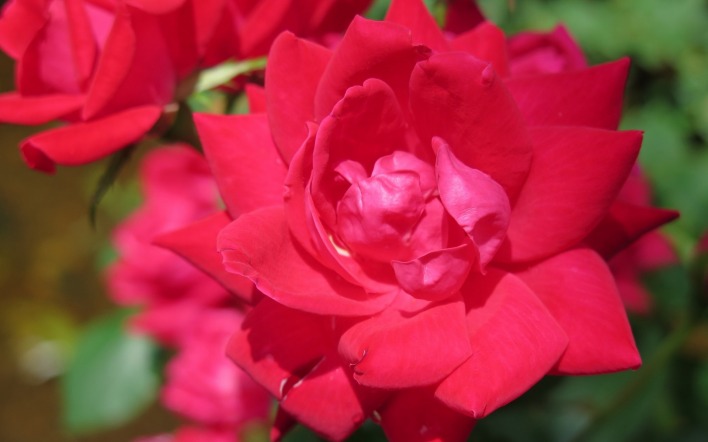 красная роза макро крупный план лепестки
