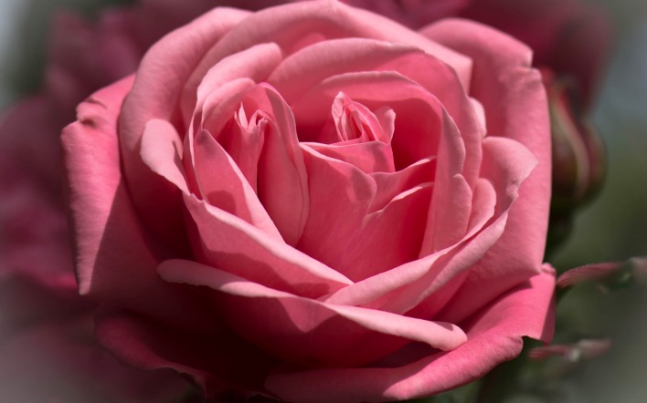 роза розовая лепестки