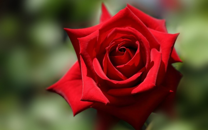 роза красная лепестки макро