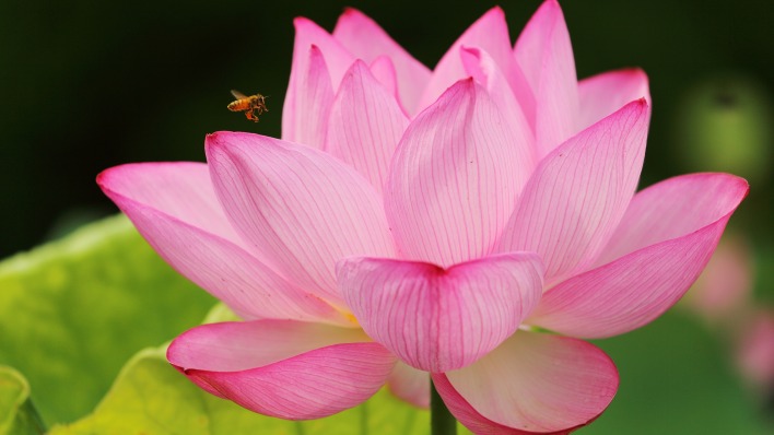 цветок лепестки пчела