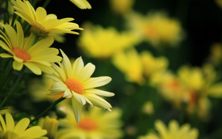 цветы желтые макро размытость