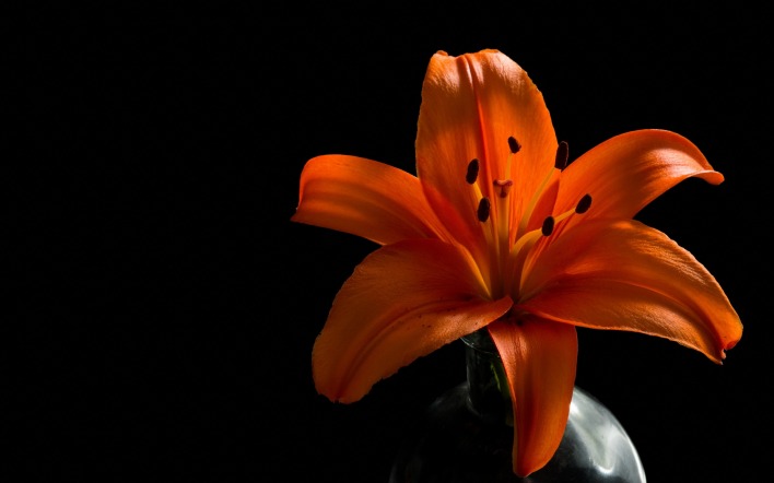 орхидея цветок оранжевый темнота
