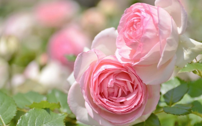 розы розовые бутоны