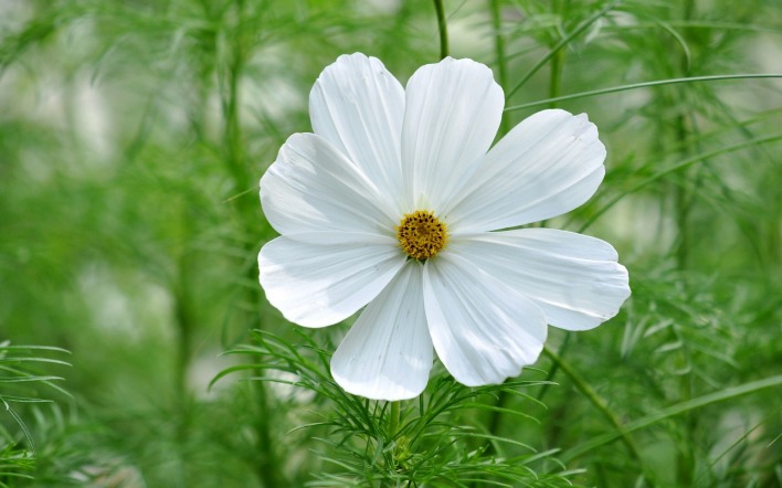 цветок белый трава макро