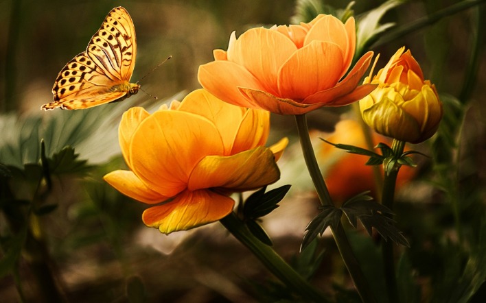 рисунок тюльпаны цветы лепестки бабочка