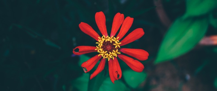 цветок лепестки красный