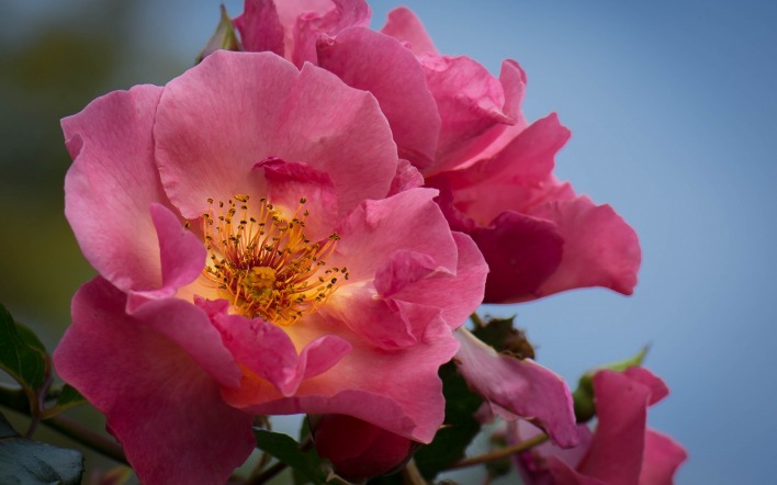 цветок нежно-розовый весна