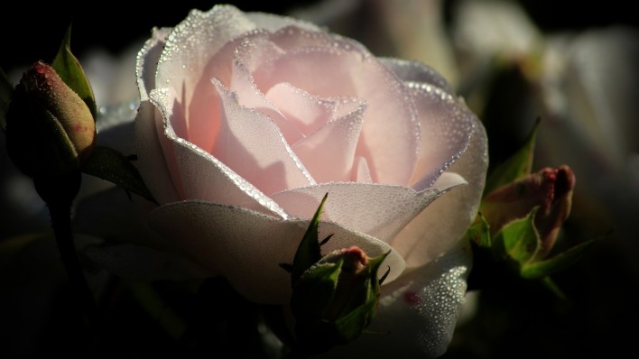роза белая капли макро