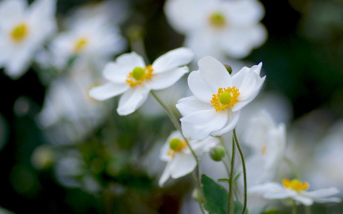 цветы белые размытость макро