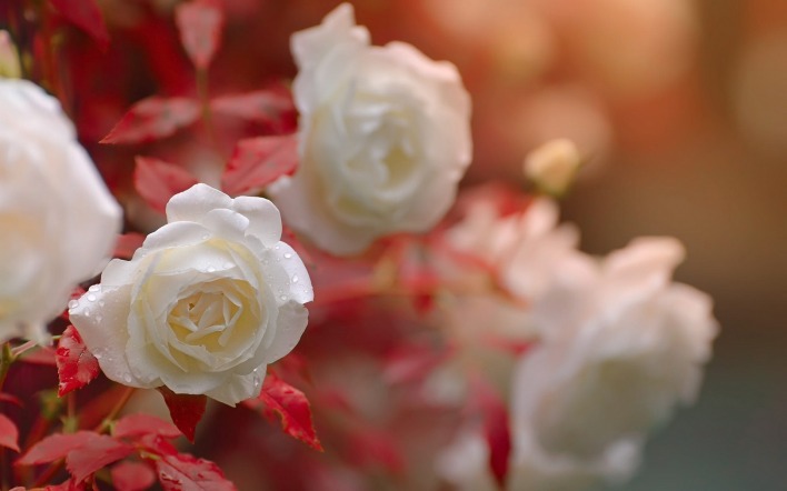 роза белая кустовая капли бутон