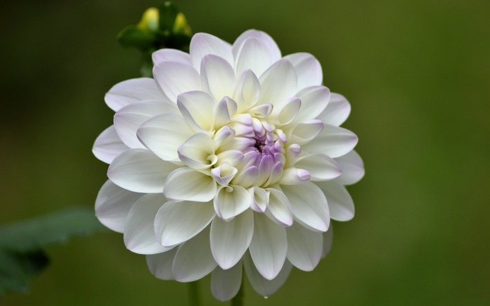 георгина белая цветок
