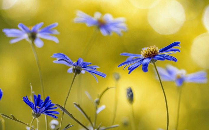 цветы полевые синие размытость желтый фон