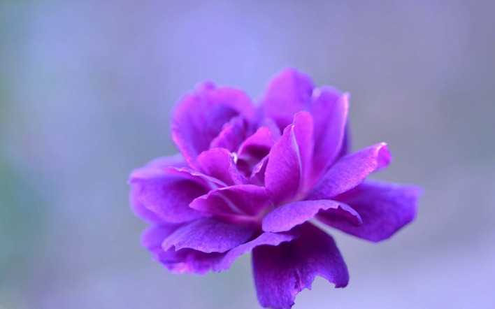 фиолетовый цветок лепестки размытость