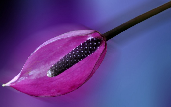 цветок пестик фиолетовый размытость