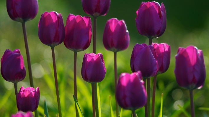 тюльпаны фиолетовые трава