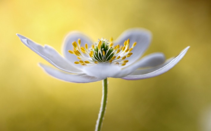 цветок белый лепестки